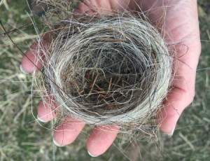 A tiny horsehair nest woven with the mane of a grey mare.