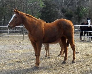 Equine healing testimonial: rescue horse with EPM, depression and unstabile on her legs.