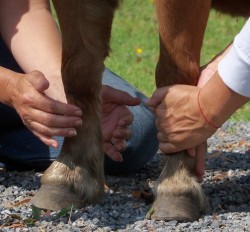 Two workshop participants doing hands on healing on a miniature horse.
