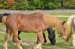 Rescued draft horse recovers from Wobbler's Syndrome.
