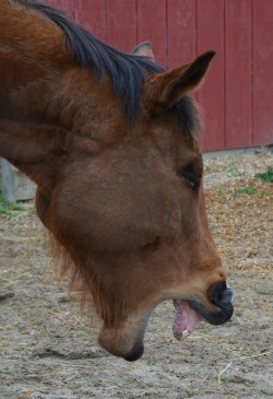 Thoroughbred gelding yawning widely to release deep tension after energy healing.