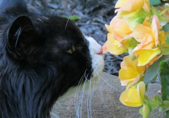 Domestic Long Haired cat smelling yellow Begonia flowers.