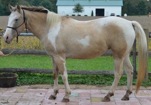 Pinto mare after her healing at the equine healing workshop taught by Ginger Krantz.