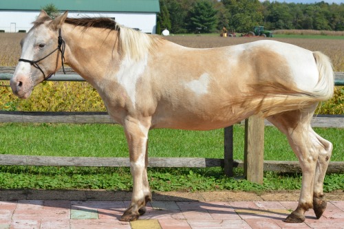 Pinto mare before her healing at the equine healing workshop taught by Ginger Krantz.