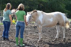 Pinto mare quickly emerges from run-in shed and greets two participants of the equine healing workshop.