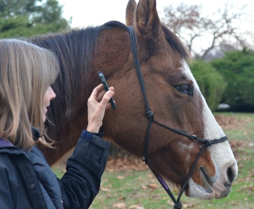 A pinto mare licks and chews in response to a long distance healing at the Your Healing Journey class with Ginger Krantz.