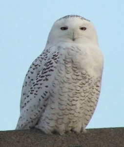 White Snowy Owl perched on the roof of the Visitor Center of the Edwin B Forsythe National Wildlfie Refuge in New Jersey.