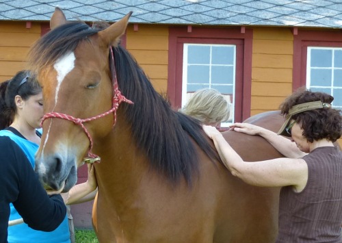 Bay mare licking and chewing in response to equine energy healing at the Path of the Healer workshop with Ginger Krantz.