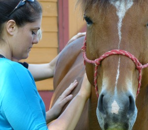 Valentine soaking in healing energy at the equine healing workshop with Ginger Krantz of Earth Horse Healing.