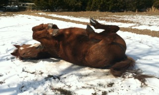 Chestnut Warmblood rolling in the snow, all four hooves in the air!
