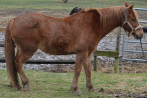 Doc, a Welsh and Quarter Horse pony cross, before his healing.