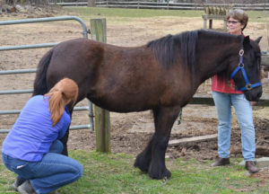 Learning equine healing skills on Pearl, a Fell pony. 