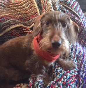 Dachshund's recovery as the result of animal energy healing stuns team of veterinarians.