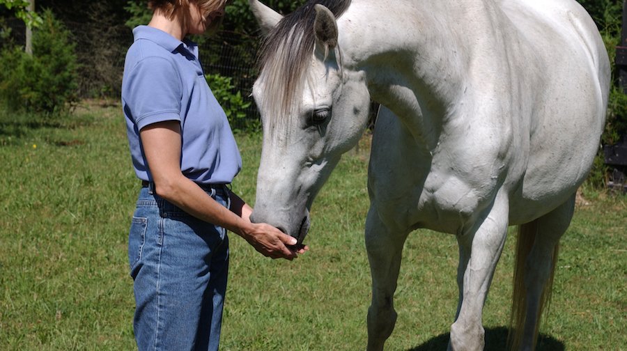 Energy Healing for Horses Results. Earth Horse Healing