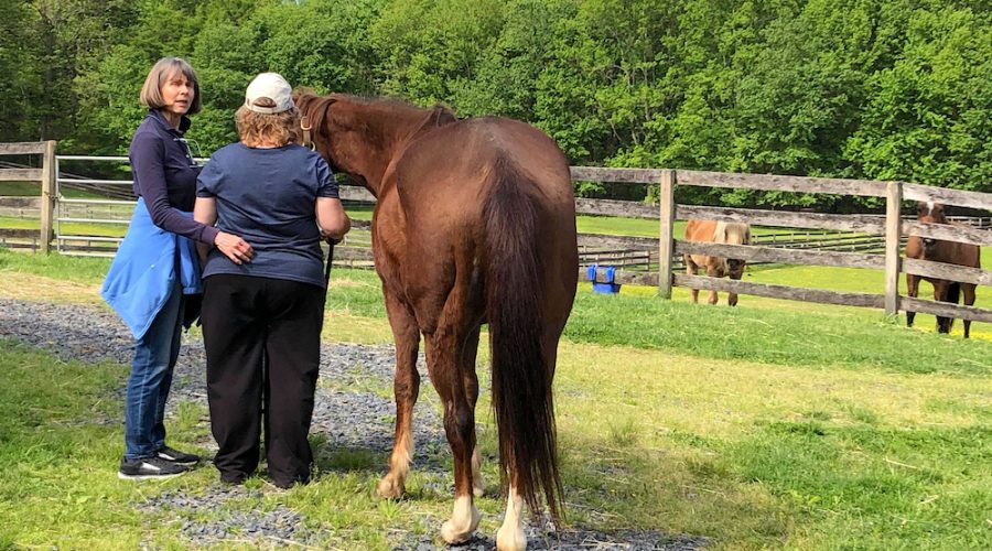 Learn to read body language and connect with horses.