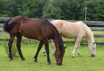 MAre's swollen knees heal quickly after receiving energy healing therapy.