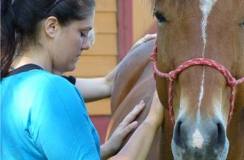 Woman with her healing hands on the right shoulder of a chestnut colored horse.