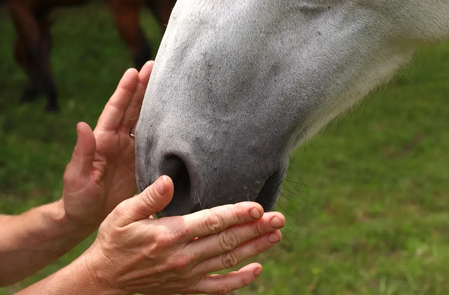 Ginger Krantz - Animal Healer and Horse Healing Professional