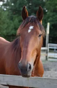 Backup 2007 035 | Earth Horse Healing Equine healing testimonial: Standardbred with hock pain and, jumpy and nervous.