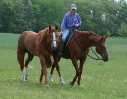 CCponying HPCh walking cropped | Earth Horse Healing Equine healing testimonial: American Qaurter horse with abscess, high temperature and labored breathing.