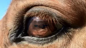 The horse is an ancient symbol for the journey of the shaman to the realm of healing.