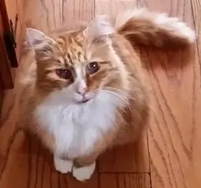 Orange and white feral cat was transformed from extreme fear and aggression to loving cat and full integration into household with four domesticated cats in four sessions with animal healer Ginger Krantz.