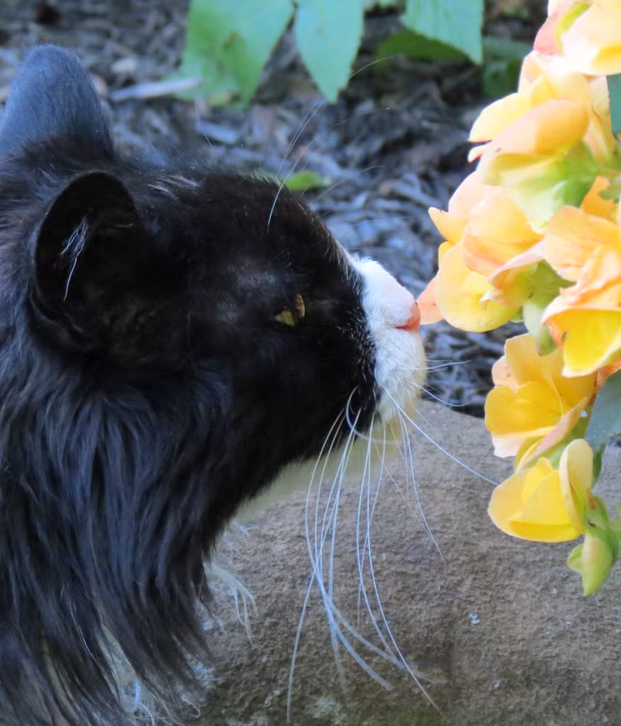 Allie with Flowers About 1000px | Earth Horse Healing A profile of a black and white tuxedo cat with a white nose and cheeks, the pink tip of her nose touching and smelling a yellow, Begonia blossom.