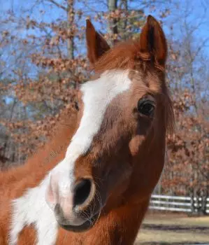 Pinto gelding is able to lay down and roll again after horse healing sessions.