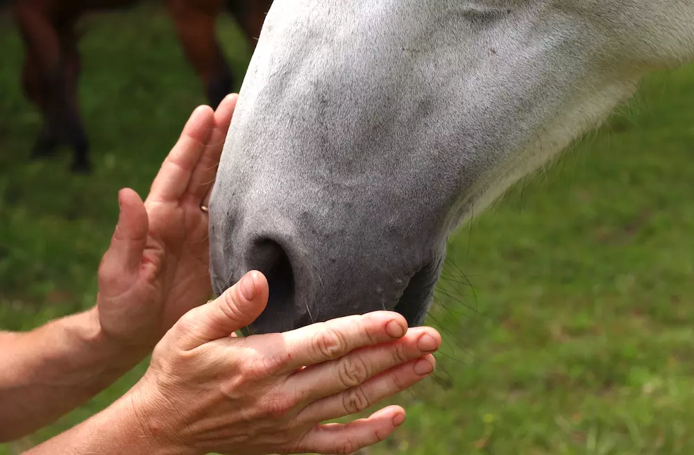 Two open hands at the grey muzzle of a horse, one palm near each nostril, illustrates how awareness and sensitivity allow us to deeply connect and communicate with a horse.