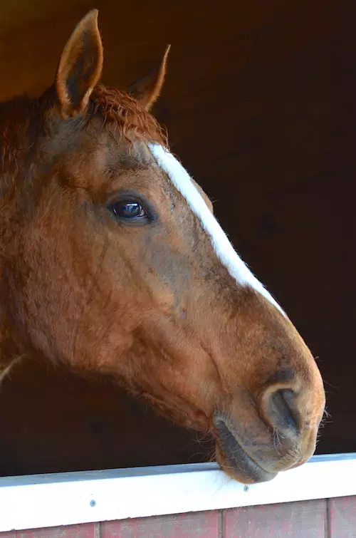 A right side profile of the head of a chestnut colored horse with a white blaze down her nose and a bright, brown eye, her head over her wooden stall door and her mouth soft and smiling.