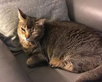 Kitty 6-24-19 adjusted 800p | Earth Horse Healing