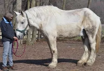 Energy healing for horses, download this case study.